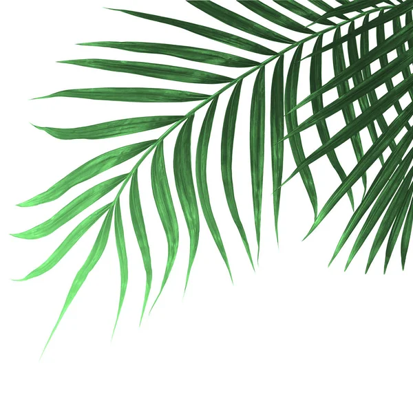 Beyaz arkaplanda izole edilmiş yeşil palmiye yaprakları — Stok fotoğraf
