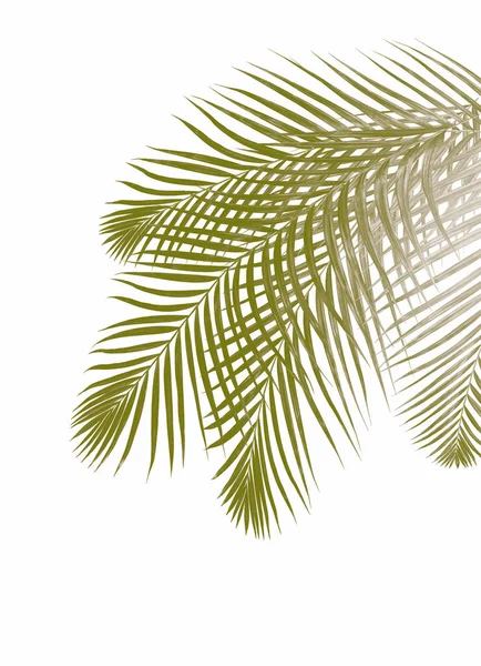 Beyaz arkaplanda palmiye yaprağı
