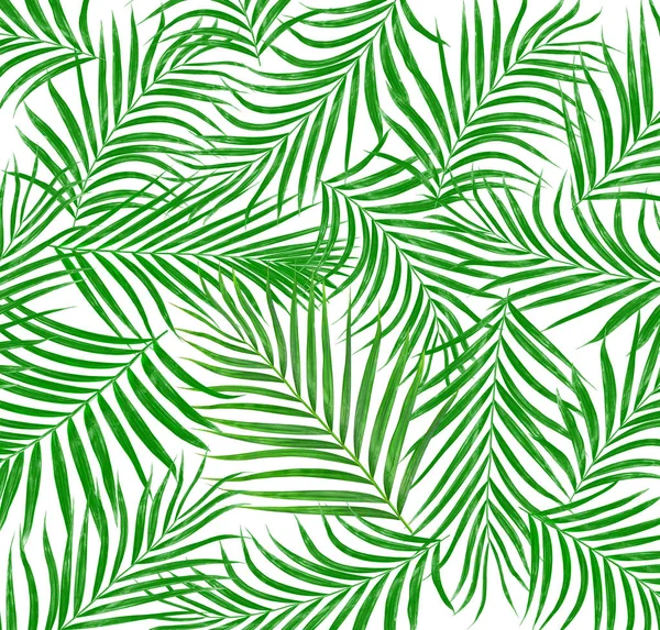 Лист пальмового дерева фон — стокове фото