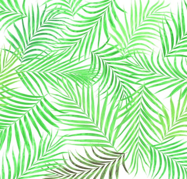 Лист пальмового дерева фон — стокове фото