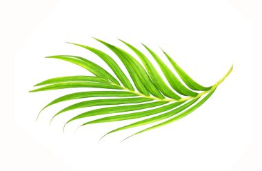 Beyaz arkaplanda izole edilmiş yeşil palmiye yaprakları