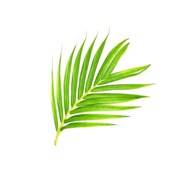 Green leaves of palm tree isolated on white background clipart