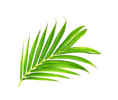 Beyaz arkaplanda izole edilmiş yeşil palmiye yaprakları