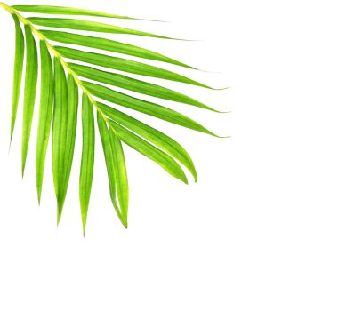 Beyaz arkaplanda izole edilmiş yeşil palmiye yaprakları