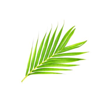 Beyaz arkaplanda izole edilmiş yeşil palmiye yaprakları