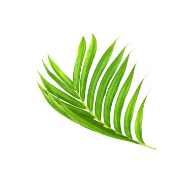 Beyaz arkaplanda izole edilmiş yeşil palmiye yaprakları