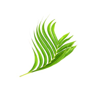 Beyaz arkaplanda izole edilmiş yeşil palmiye yaprakları
