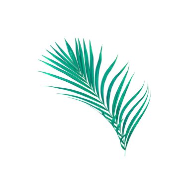 Beyaz arkaplanda izole edilmiş yeşil palmiye yaprakları