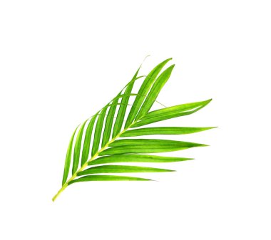 Beyaz arkaplanda izole edilmiş yeşil palmiye yaprakları