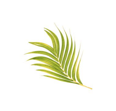 Beyaz arkaplanda izole edilmiş yeşil palmiye yaprakları