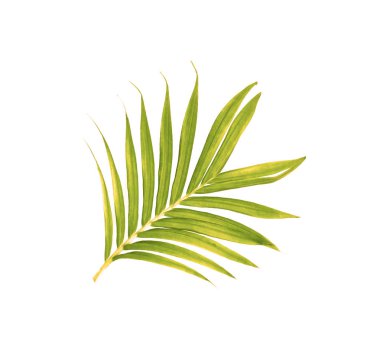 Beyaz arkaplanda izole edilmiş yeşil palmiye yaprakları