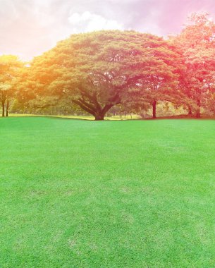 Büyük ağaçlar bahçesinde bulunan seri çekim ışık