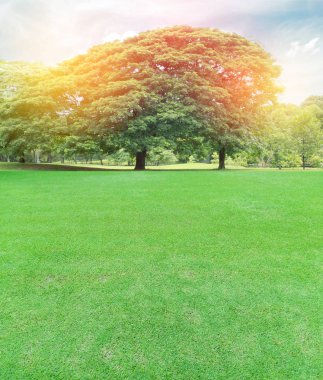 Büyük ağaçlar bahçesinde bulunan seri çekim ışık