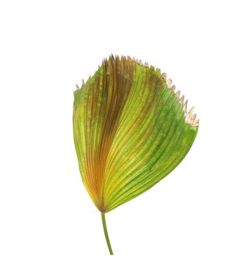 Beyaz arkaplanda izole edilmiş yeşil palmiye yaprakları