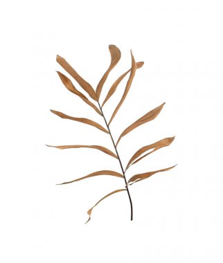 Beyaz arka plan üzerinde izole palmiye ağacının kuru yapraklar