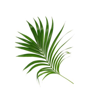Beyaz arkaplanda izole edilmiş yeşil palmiye yaprakları