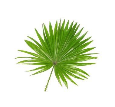 Beyaz arkaplanda izole edilmiş yeşil palmiye yaprakları