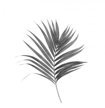 Beyaz arkaplanda izole edilmiş palmiye yaprakları