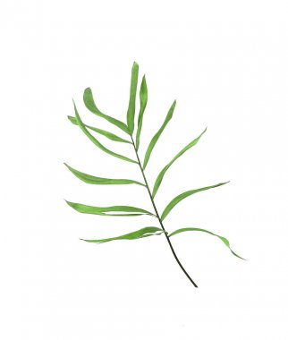 Beyaz arkaplanda izole edilmiş yeşil palmiye yaprakları