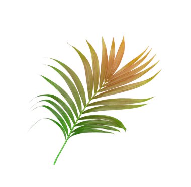 Beyaz arkaplanda izole edilmiş yeşil palmiye yaprakları