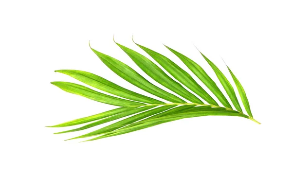 Zelené listy palmy izolované na bílém pozadí — Stock fotografie