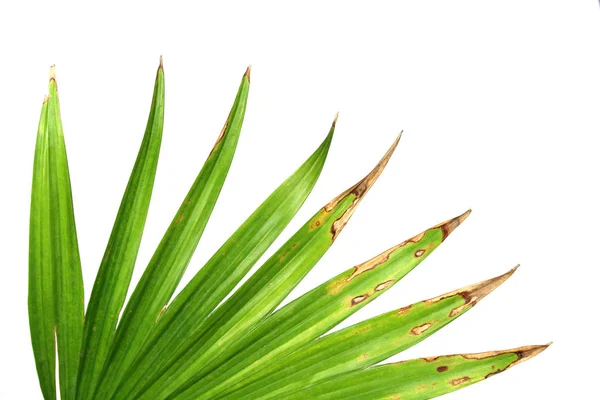 Hojas verdes de palmera aisladas sobre fondo blanco — Foto de Stock