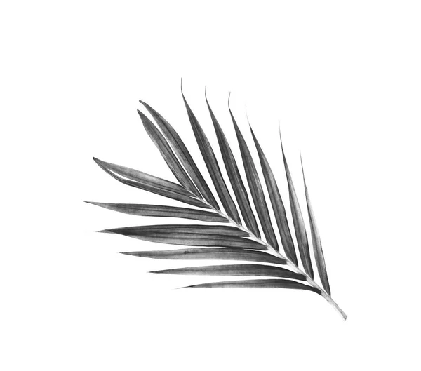 Czarnej liści palm tree tło — Zdjęcie stockowe