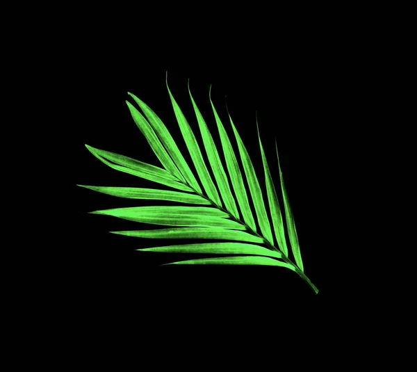 Green leaves of palm tree isolated on black background — Stock Photo, Image