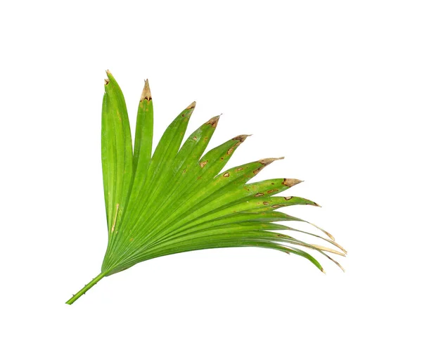 Groene bladeren van palmboom geïsoleerd op witte achtergrond — Stockfoto