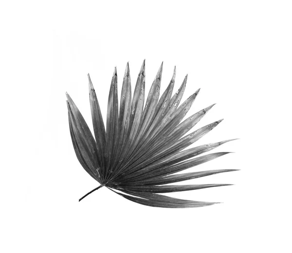 Fekete levelek palm fa háttér — Stock Fotó