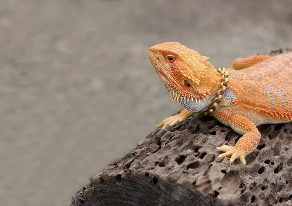 Chameleon Zvíře Dřevo — Stock fotografie