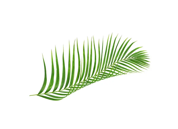 Зелене листя пальми ізольовані на білому фоні — стокове фото