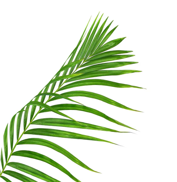 Zelené listy palmy izolované na bílém pozadí — Stock fotografie