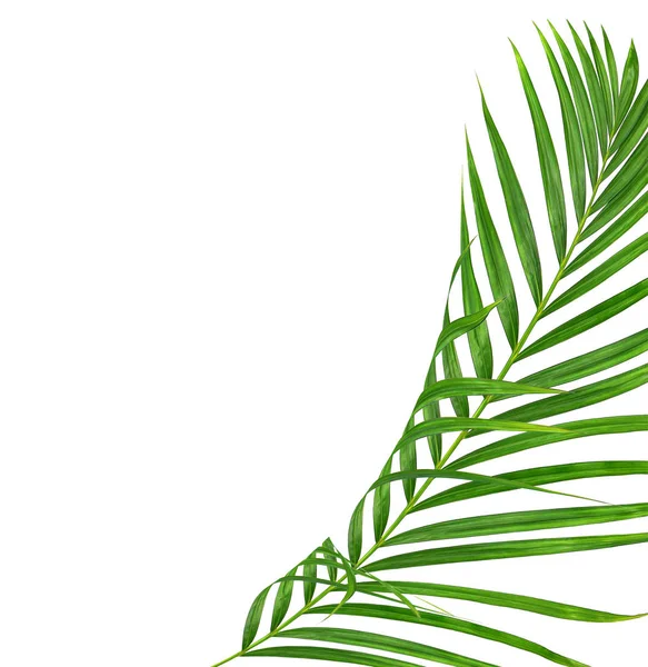 Green leaves of palm tree isolated on white background — Stock Photo, Image