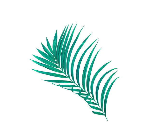 Zielone liście palmy izolowane na białym tle — Zdjęcie stockowe