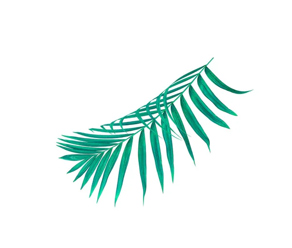 Grüne Blätter der Palme isoliert auf weißem Hintergrund — Stockfoto