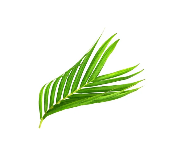 Groene bladeren van palmboom geïsoleerd op witte achtergrond — Stockfoto