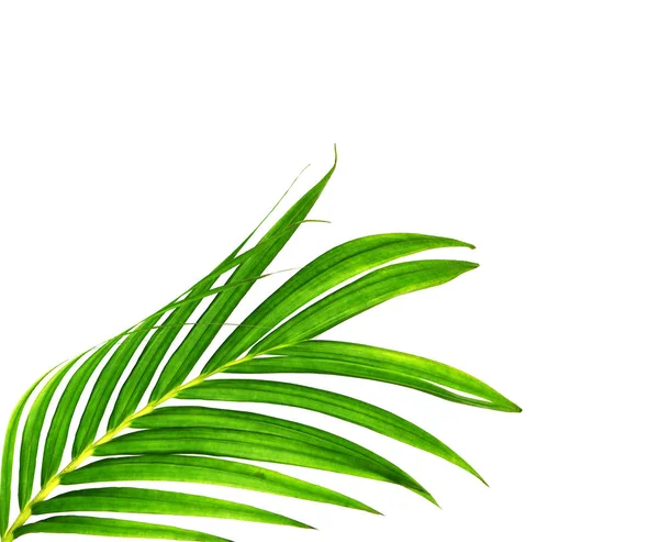 Beyaz arkaplanda izole edilmiş yeşil palmiye yaprakları