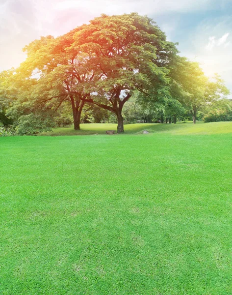 Büyük ağaçlar bahçesinde bulunan seri çekim ışık