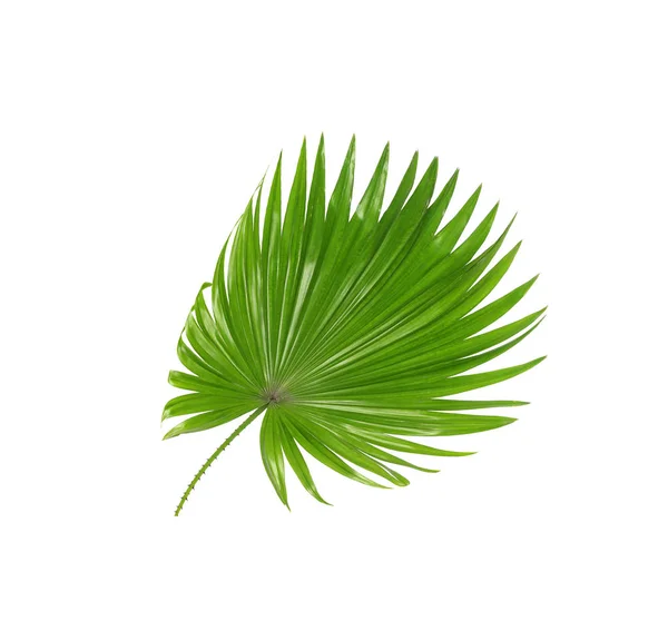 Green leaves of palm tree isolated on white background — Stock Photo, Image