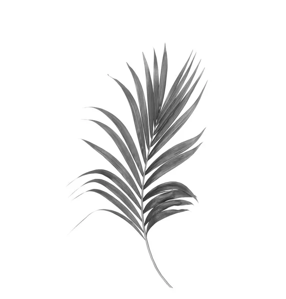 Folhas pretas de palmeira isolada sobre fundo branco — Fotografia de Stock