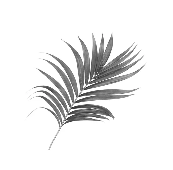 Черные листья пальмы на белом фоне — стоковое фото