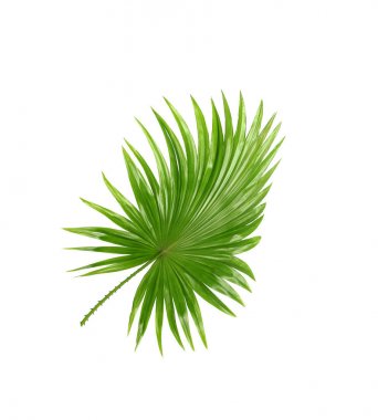 Arka; Yeşil Beyaz adam izole palmiye ağacının yaprakları
