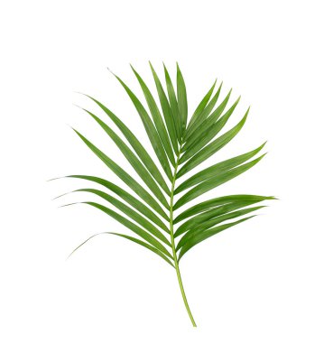 Beyaz arkaplanda izole edilmiş yeşil palmiye yaprakları