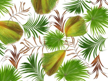 Palmiye ağacı arkaplanının yaprakları