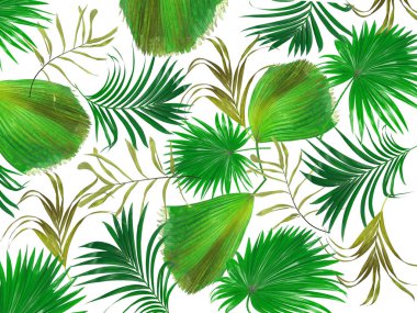 Palmiye ağacı arkaplanının yaprakları