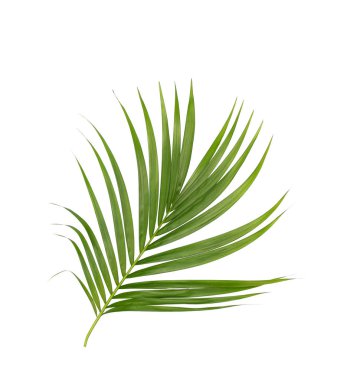 Beyaz arkaplanda izole edilmiş yeşil palmiye yaprakları