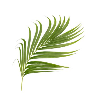 Beyaz arkaplanda izole edilmiş yeşil palmiye yaprakları