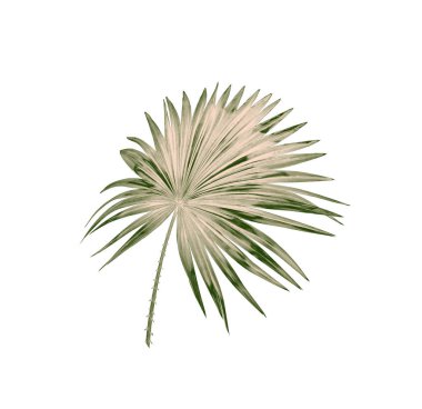 Beyaz arkaplanda izole edilmiş yeşil palmiye yaprakları