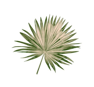Beyaz arkaplanda izole edilmiş yeşil palmiye yaprakları